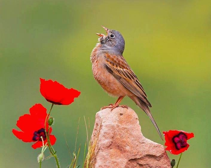 ΗΧΗΤΙΚΟ ΥΛΙΚΟ